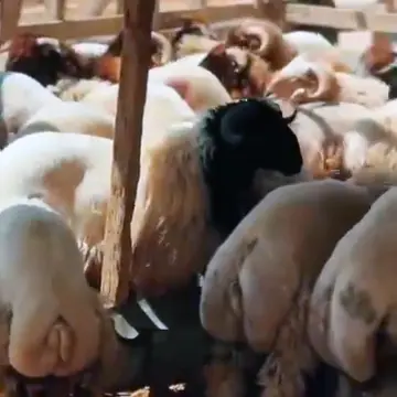 فرحة العيد تصل لبيوتكم